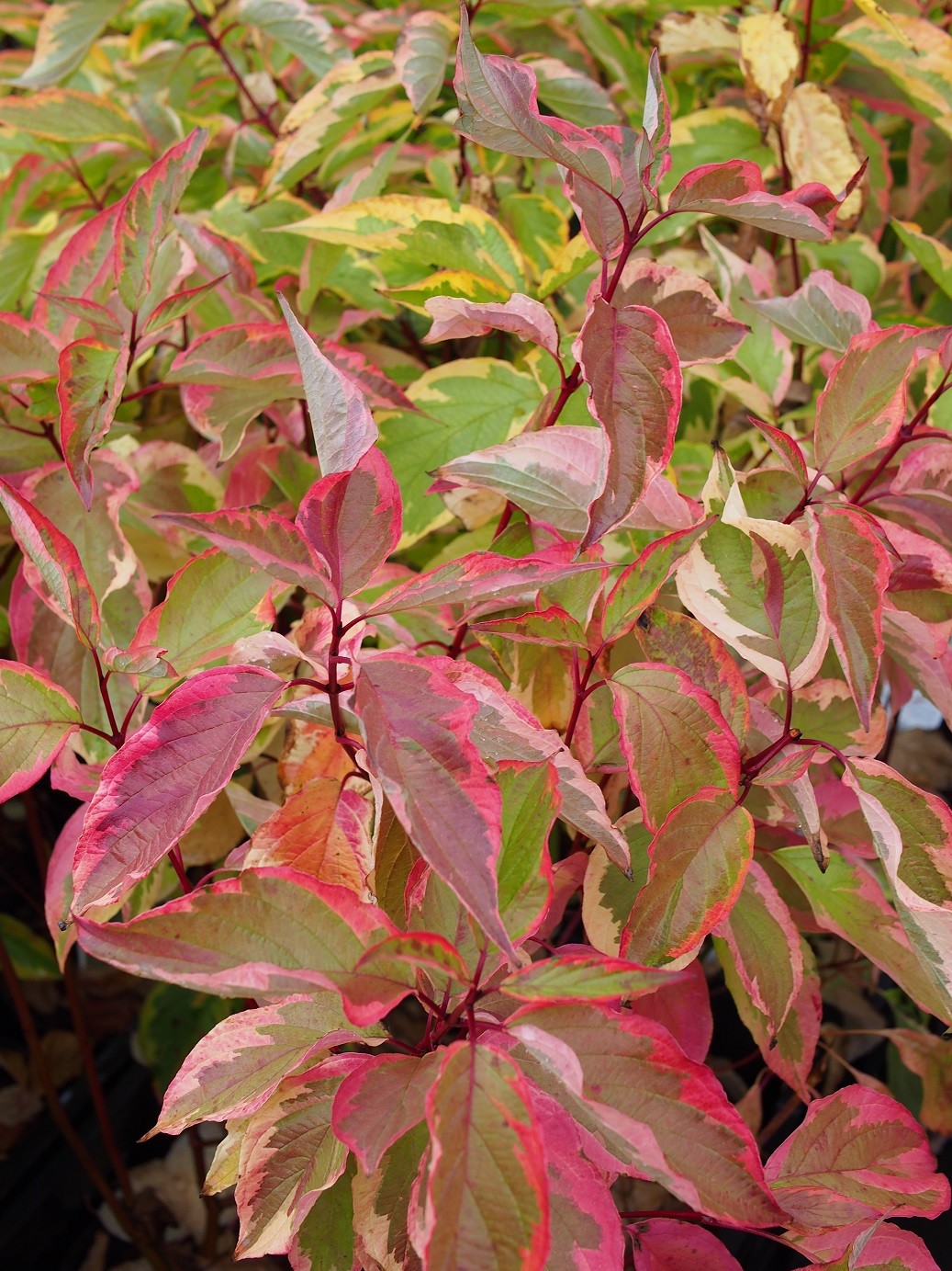 Corn Ornamental Auriu - Cornus Sericea 'Hedgerows Gold'