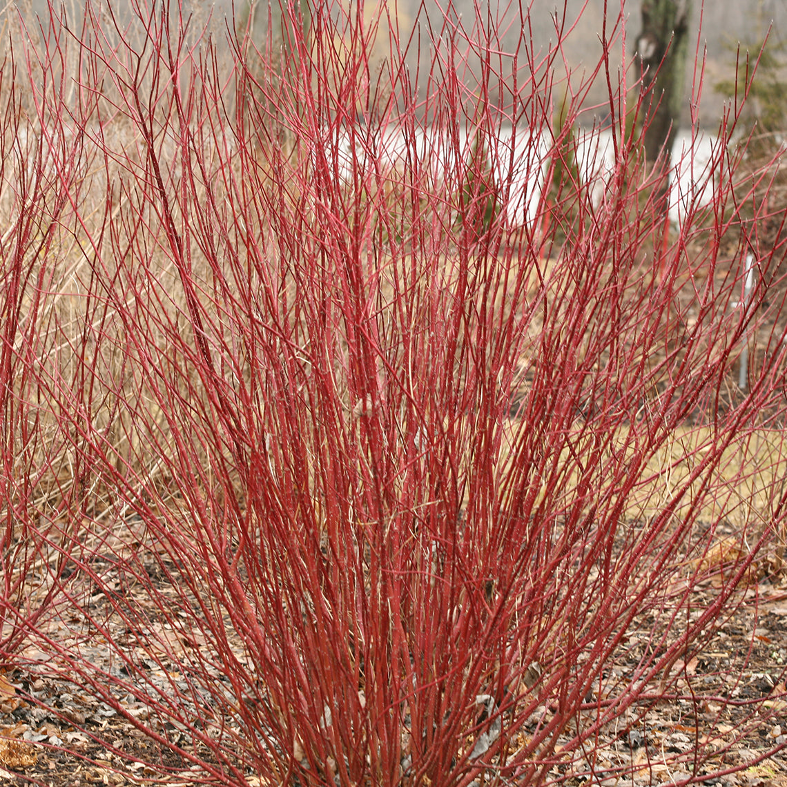 Corn Ornamental Auriu - Cornus Sericea 'Hedgerows Gold'
