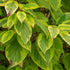 Corn Ornamental Auriu - Cornus Sericea 'Hedgerows Gold'
