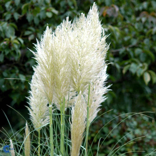 Iarba de pampas alb - Cortaderia selloana White Feather