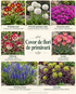 Covor de flori de primăvară – 7 perene joase pentru borduri și rocării