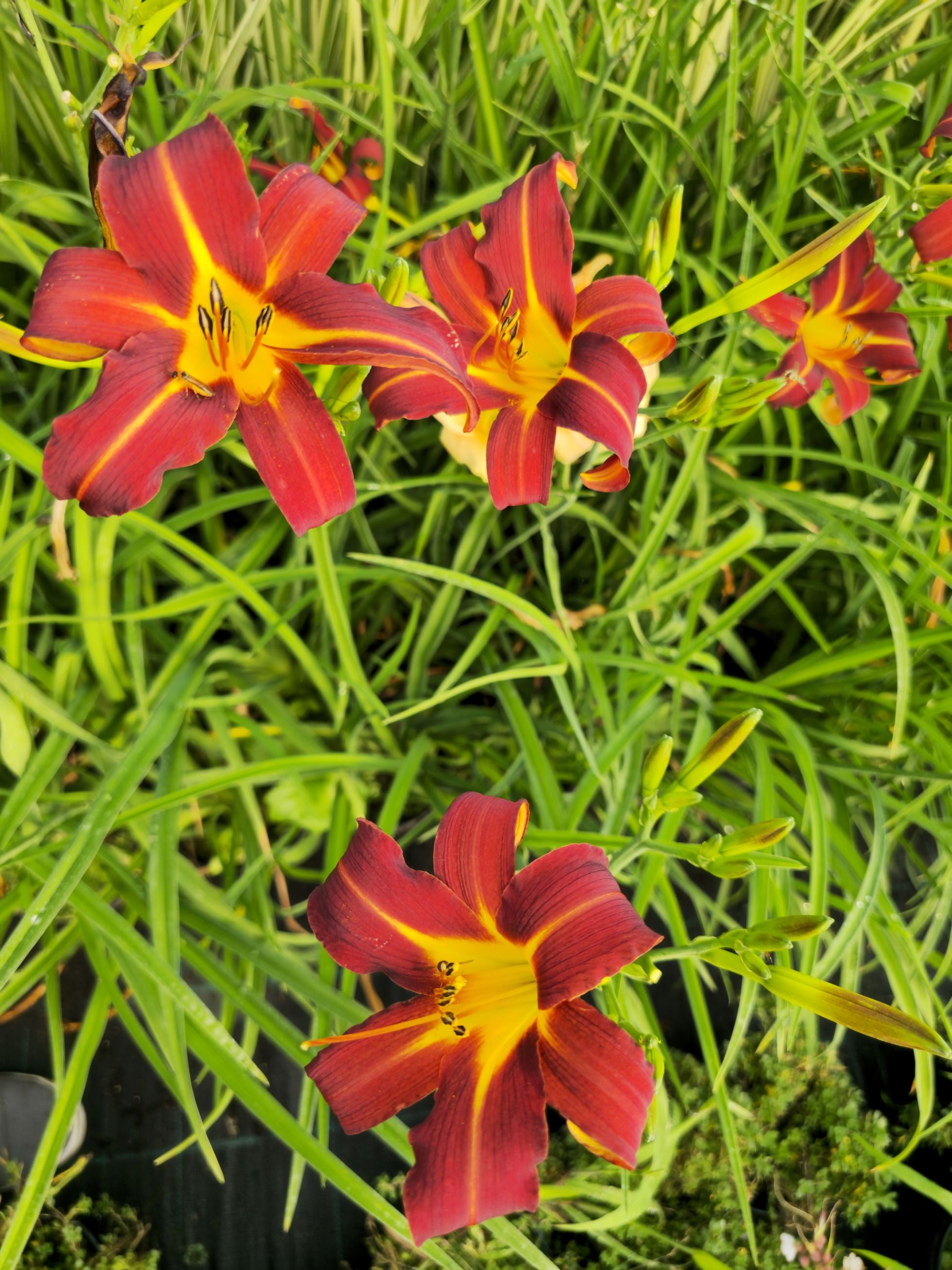 Crin de o zi Roșu - Hemerocallis 'Autumn Red'