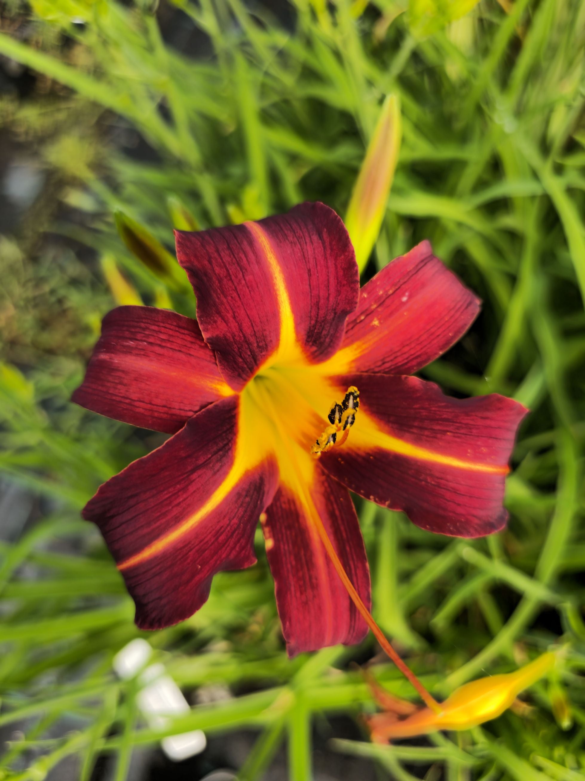 Crin de o zi Roșu - Hemerocallis 'Autumn Red'