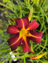 Crin de o zi Roșu - Hemerocallis 'Autumn Red'