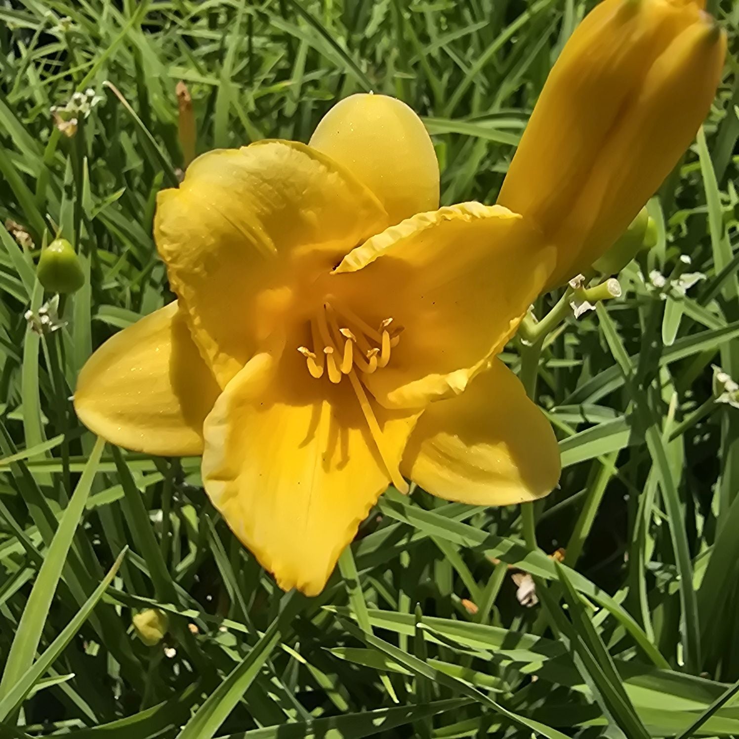 Crin de o zi Pitic - Hemerocallis Stella D'Oro