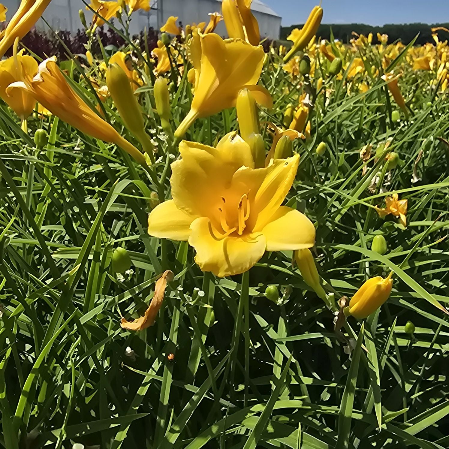 Crin de o zi Pitic - Hemerocallis Stella D'Oro
