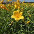 Crin de o zi Pitic - Hemerocallis Stella D'Oro