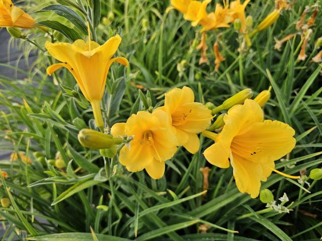 Crin de o zi Pitic - Hemerocallis Stella D'Oro