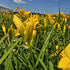 Crin de o zi Pitic - Hemerocallis Stella D'Oro