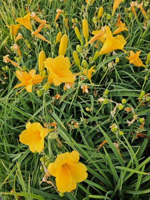 Crin de o zi Pitic - Hemerocallis Stella D'Oro