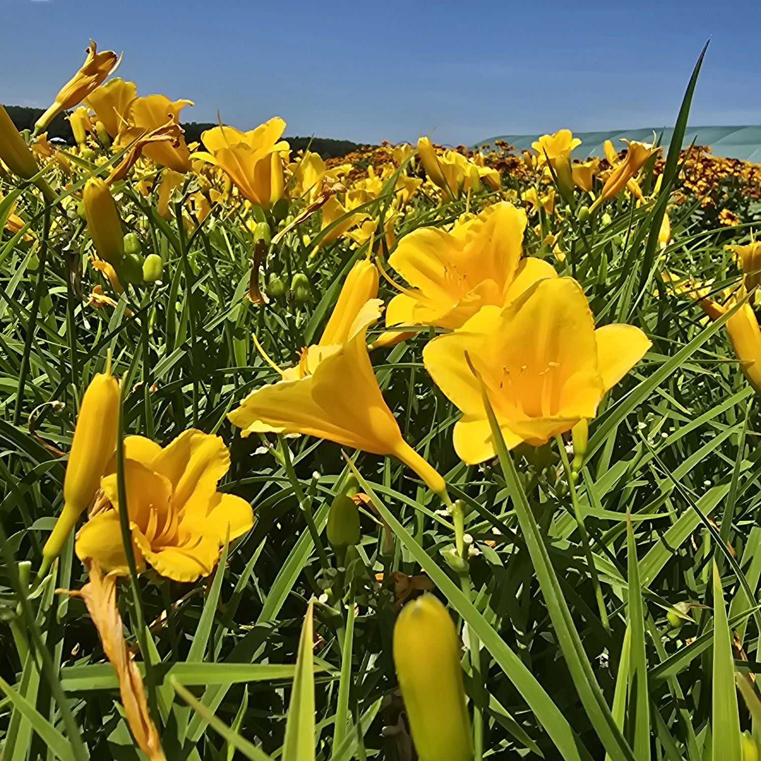 Crin de o zi Pitic - Hemerocallis Stella D'Oro