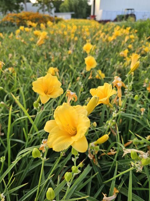 Crin de o zi Pitic - Hemerocallis Stella D'Oro
