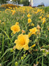 Crin de o zi Pitic - Hemerocallis Stella D'Oro
