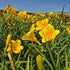 Crin de o zi Pitic - Hemerocallis Stella D'Oro
