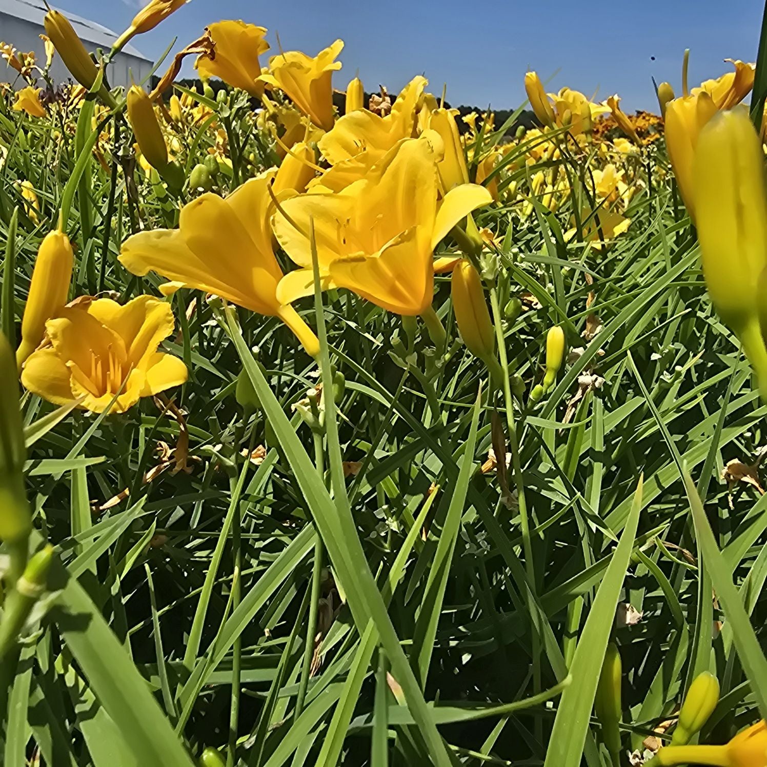 Crin de o zi Pitic - Hemerocallis Stella D'Oro