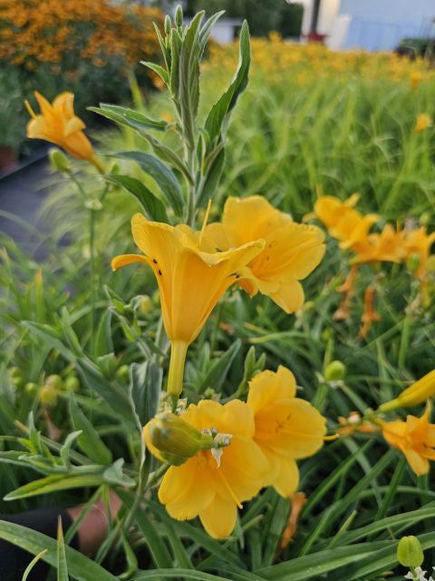 Crin de o zi Pitic - Hemerocallis Stella D'Oro