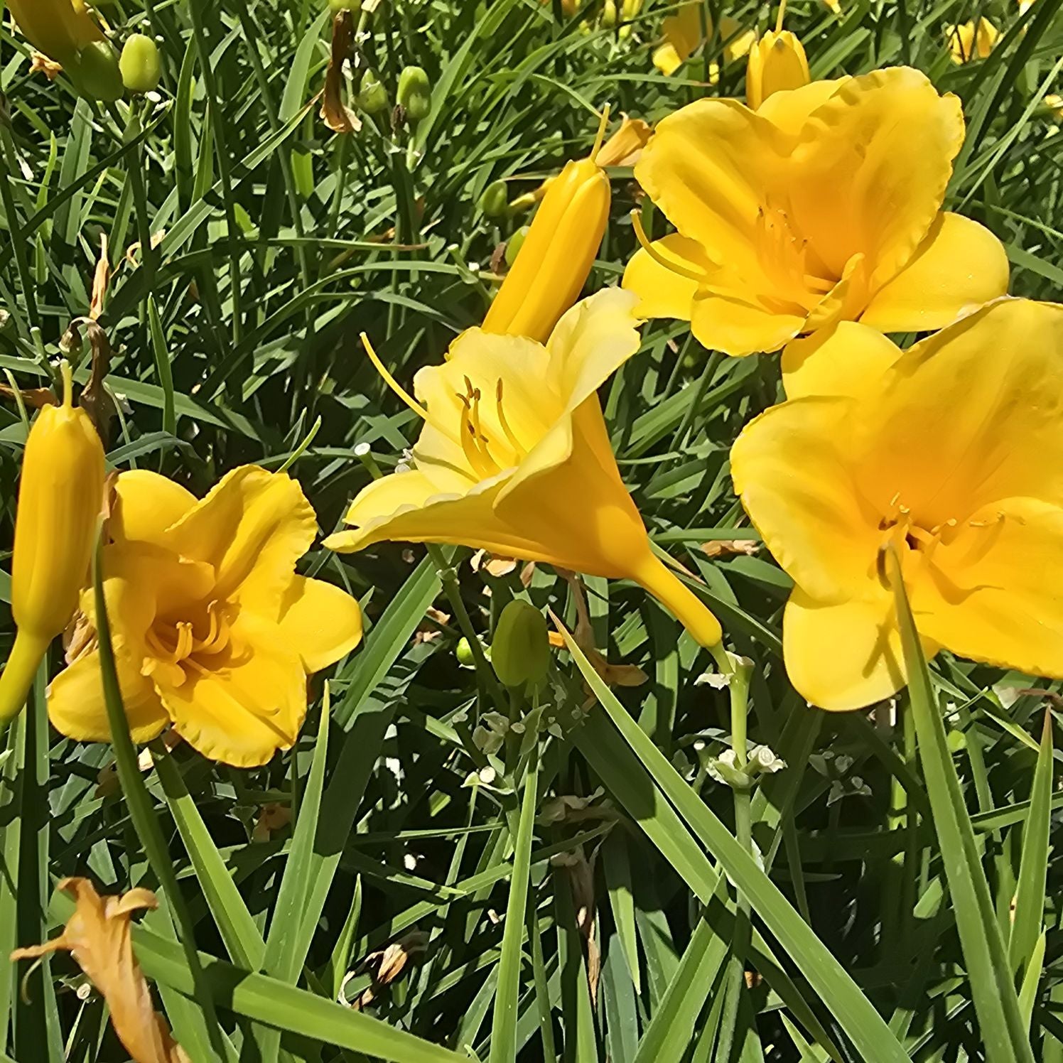 Crin de o zi Pitic - Hemerocallis Stella D'Oro