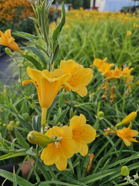 Crin de o zi Pitic - Hemerocallis Stella D'Oro