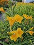 Crin de o zi Pitic - Hemerocallis Stella D'Oro