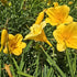 Crin de o zi Pitic - Hemerocallis Stella D'Oro
