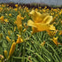 Crin de o zi Pitic - Hemerocallis Stella D'Oro