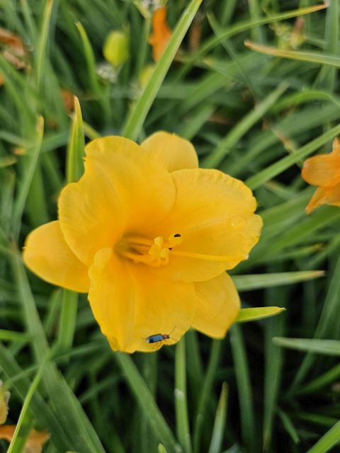 Crin de o zi Pitic - Hemerocallis Stella D'Oro