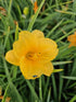 Crin de o zi Pitic - Hemerocallis Stella D'Oro