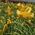Crin de o zi Pitic - Hemerocallis Stella D'Oro