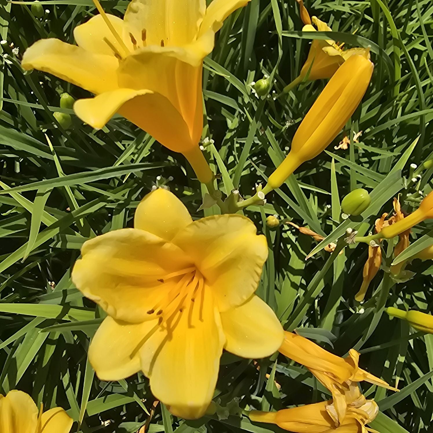 Crin de o zi Pitic - Hemerocallis Stella D'Oro