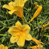 Crin de o zi Pitic - Hemerocallis Stella D'Oro