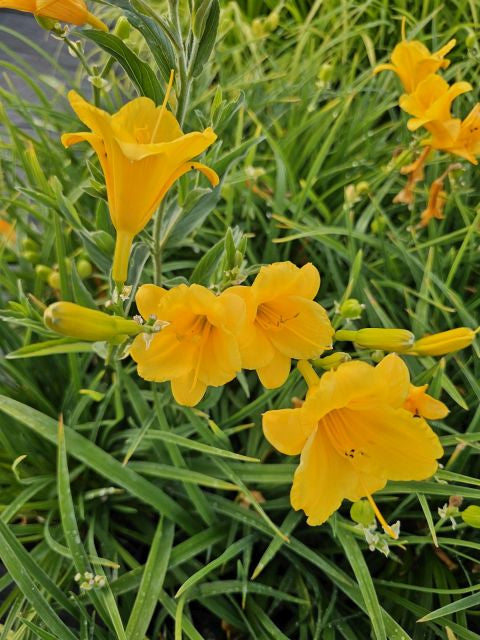 Crin de o zi Pitic - Hemerocallis Stella D'Oro