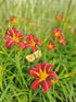 Crin de o zi Roșu - Hemerocallis 'Autumn Red'