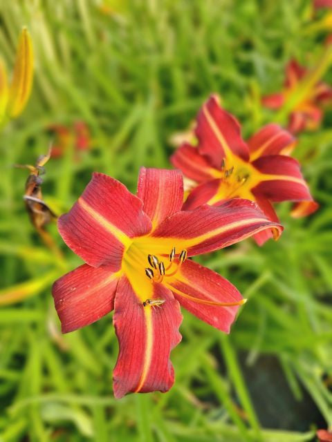 Crin de o zi Roșu - Hemerocallis 'Autumn Red'
