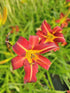 Crin de o zi Roșu - Hemerocallis 'Autumn Red'