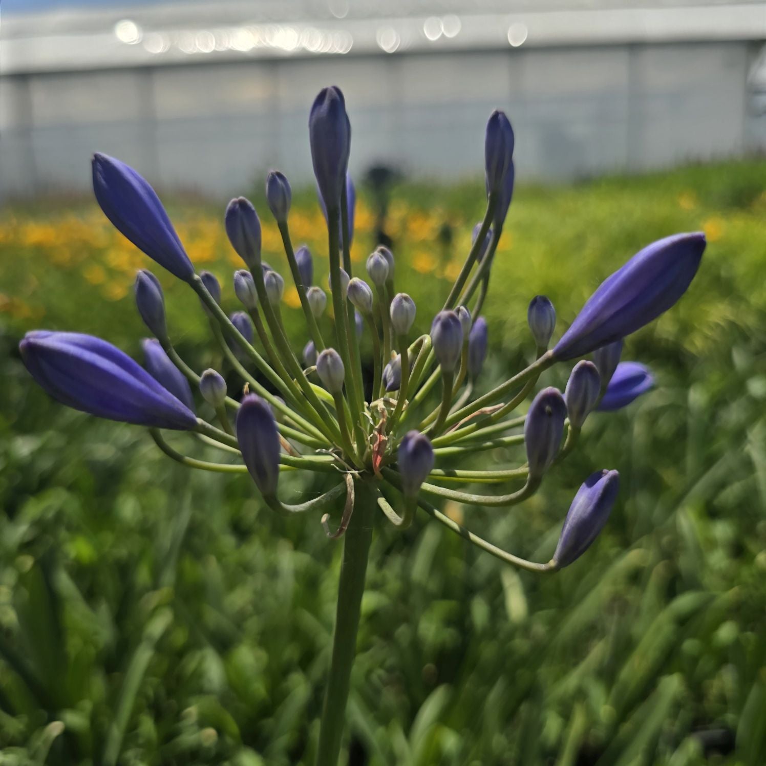 Crinul African - Agapanthus Africanus 'Umbrella Blue'