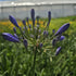 Crinul African - Agapanthus Africanus 'Umbrella Blue'