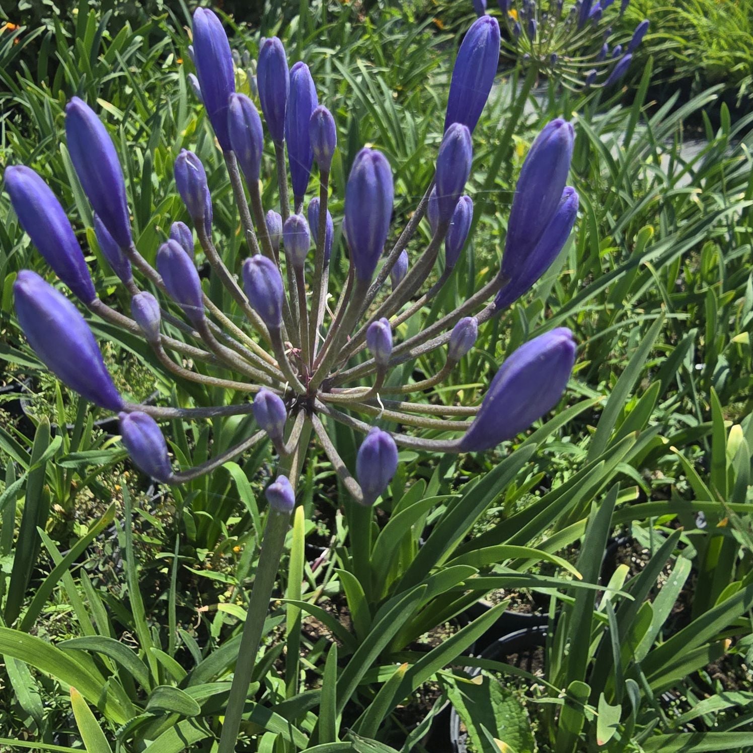 Crinul African - Agapanthus Africanus 'Umbrella Blue'