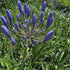 Crinul African - Agapanthus Africanus 'Umbrella Blue'
