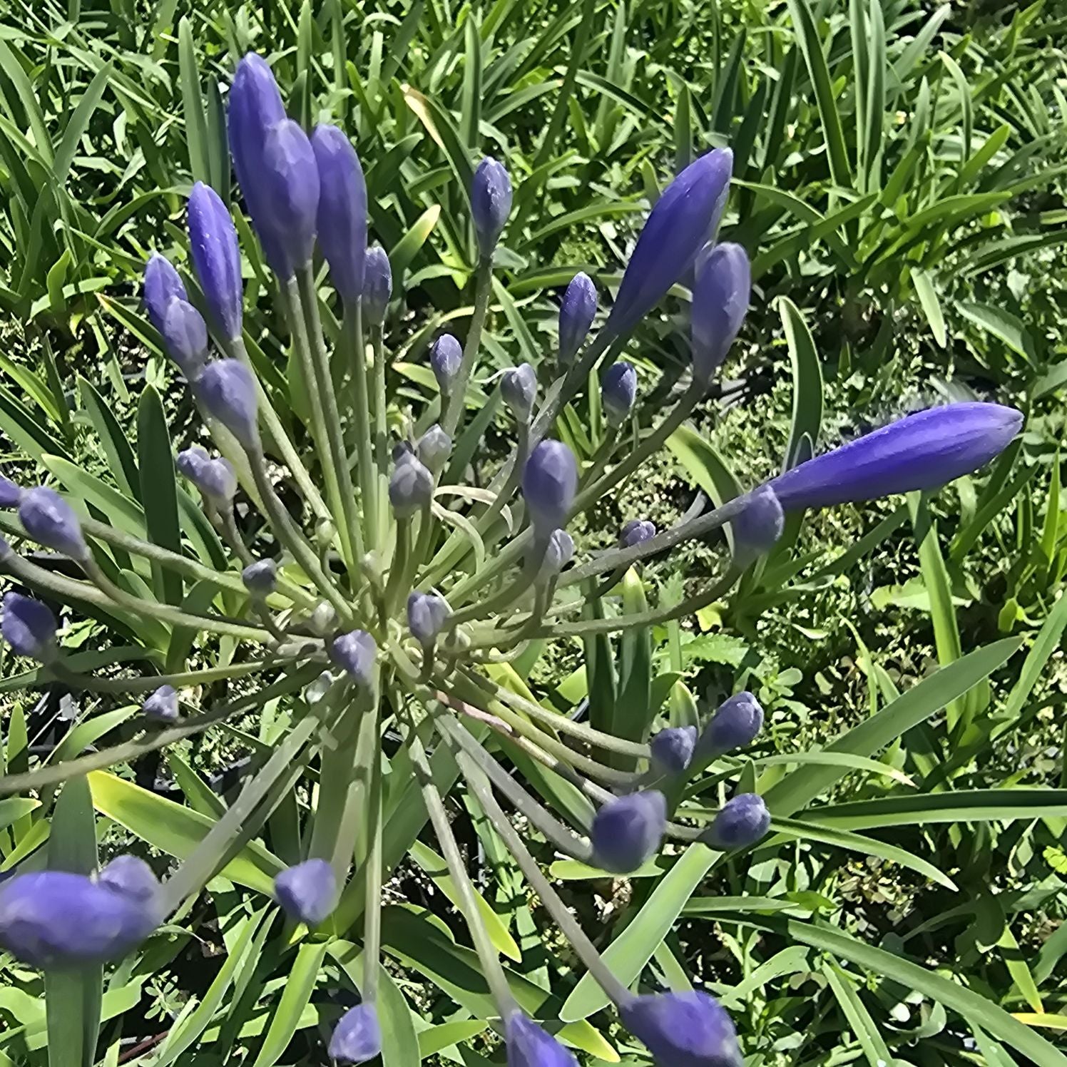 Crinul African - Agapanthus Africanus 'Umbrella Blue'