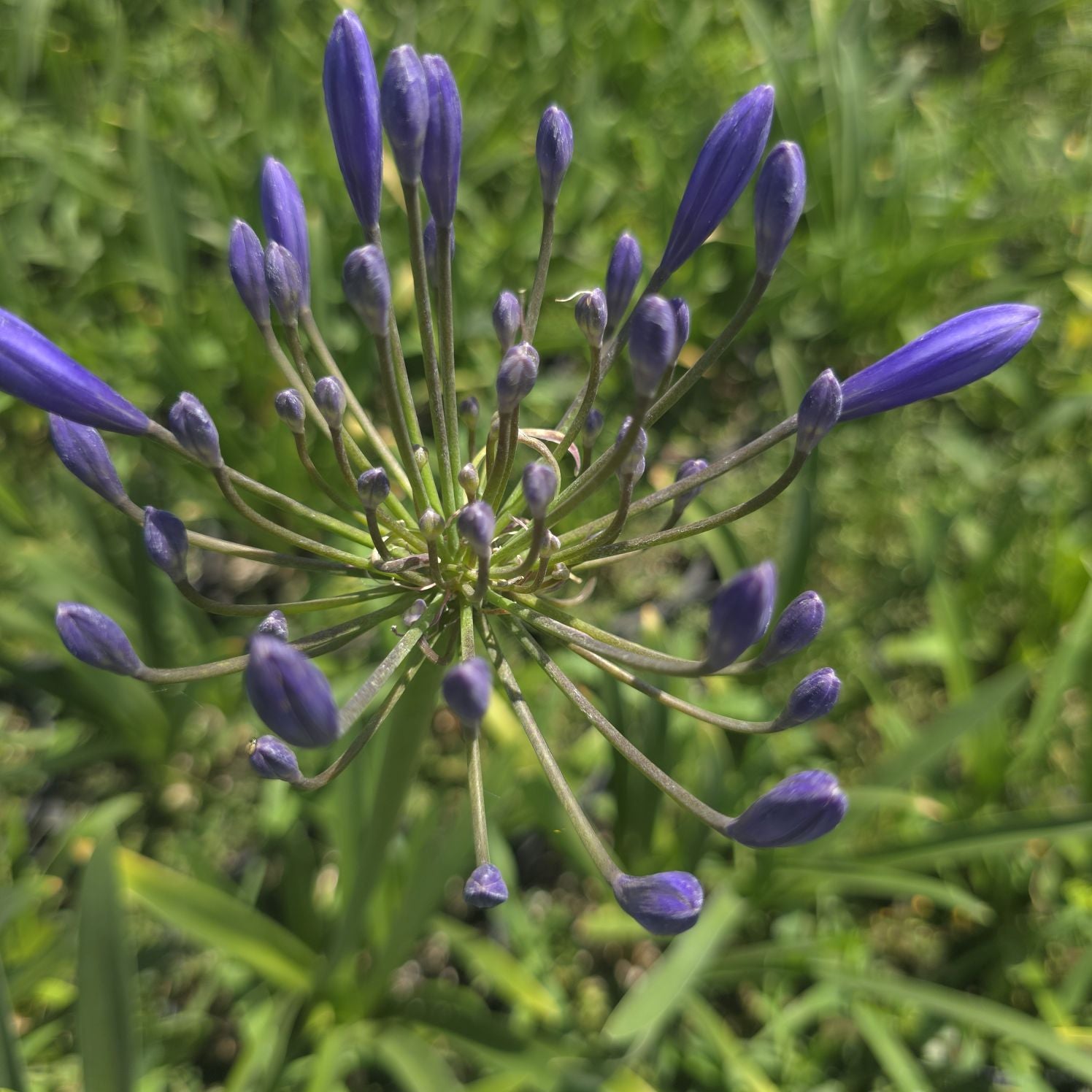 Crinul African - Agapanthus Africanus 'Umbrella Blue'