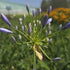 Crinul African - Agapanthus Africanus 'Umbrella Blue'