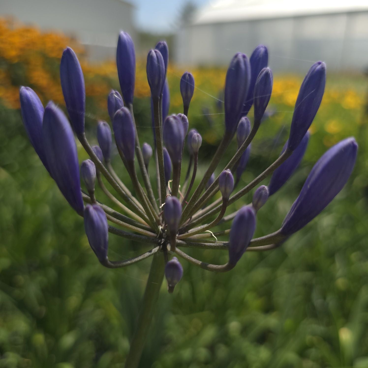Crinul African - Agapanthus Africanus 'Umbrella Blue'