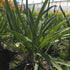 Crinul African - Agapanthus Africanus 'Umbrella Blue'