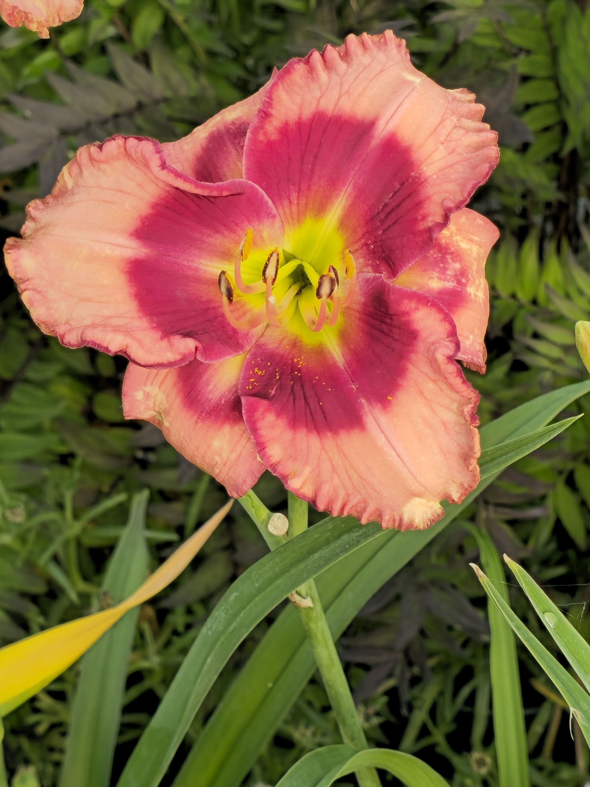 Crin de o zi - Hemerocallis 'Cherry Valentine'