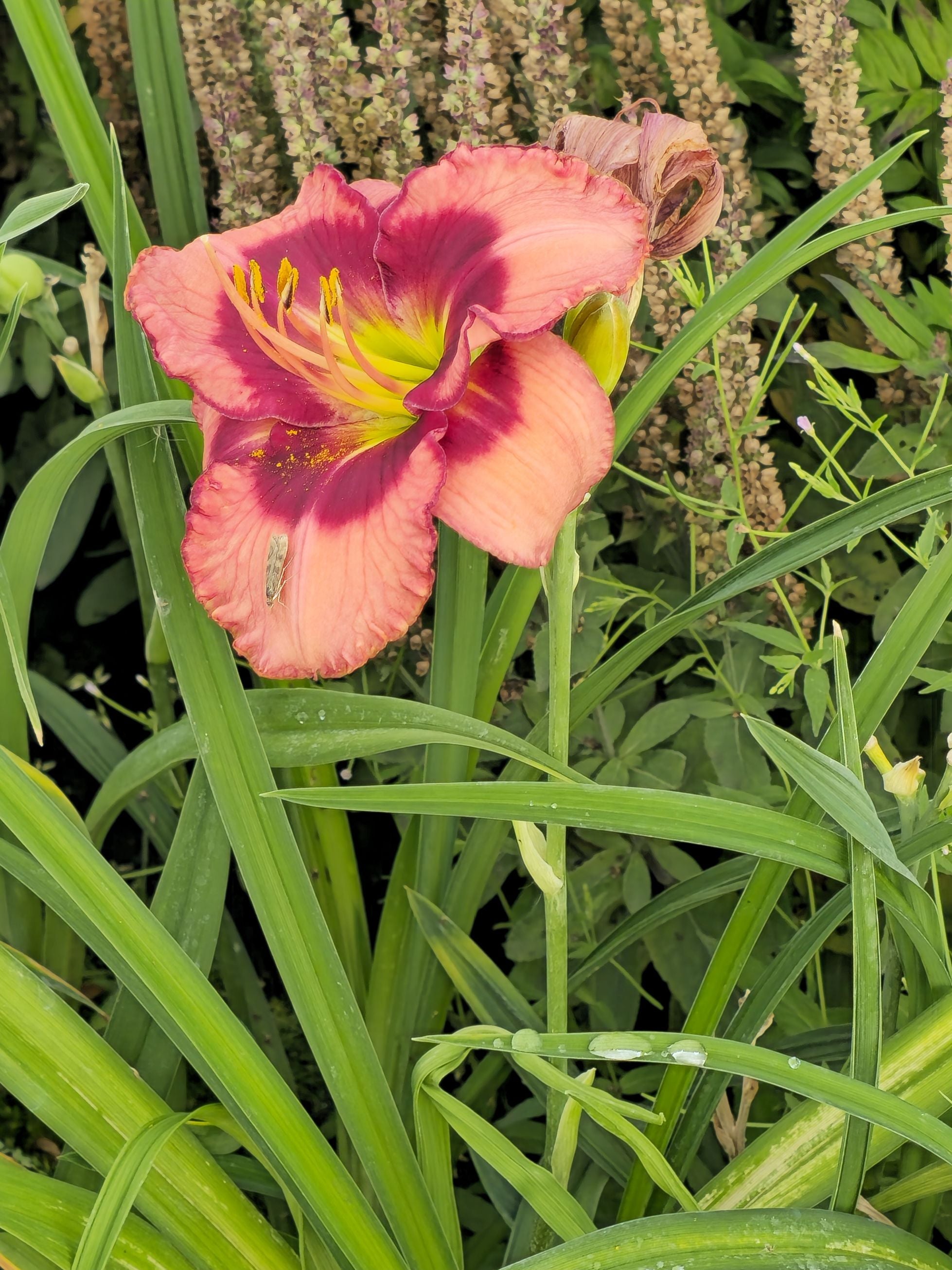 Crin de o zi - Hemerocallis 'Cherry Valentine'