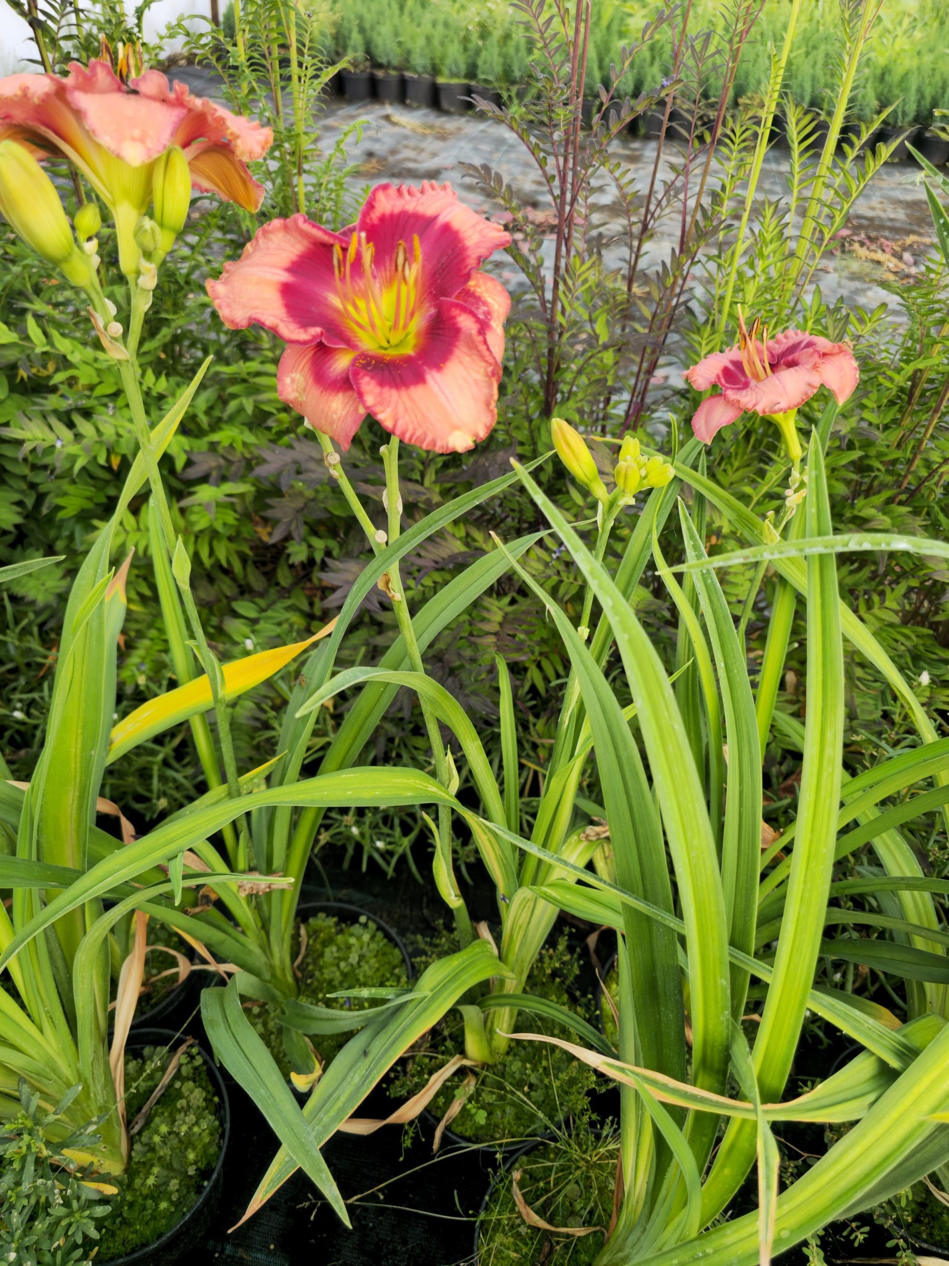 Crin de o zi - Hemerocallis 'Cherry Valentine'