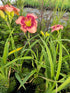 Crin de o zi - Hemerocallis 'Cherry Valentine'