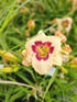Crin de o zi - Hemerocallis 'Blueberry Candy'