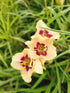 Crin de o zi - Hemerocallis 'Blueberry Candy'