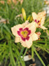 Crin de o zi - Hemerocallis 'Blueberry Candy'